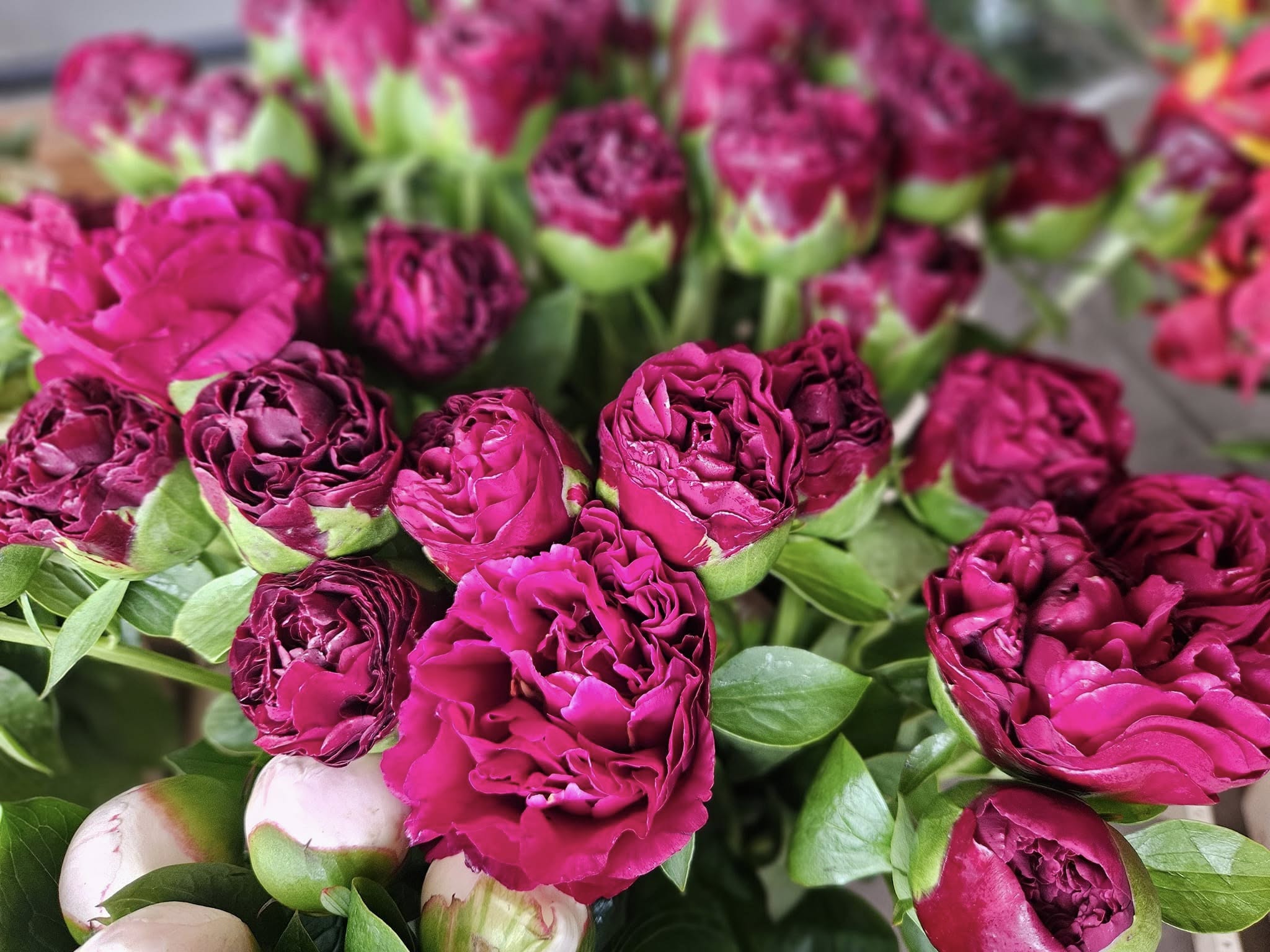 Primăvara are parfum de bujori
